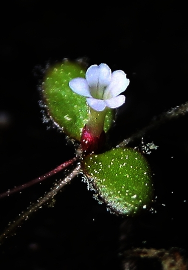 {Gratiola amphiantha}